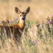 How are deer collisions handled with insurance?