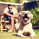 Dog sitting in a backyard.
